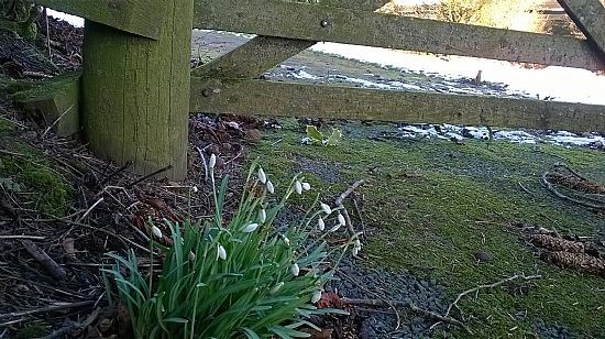 Snowdrops at gate, 1st Feb 2015