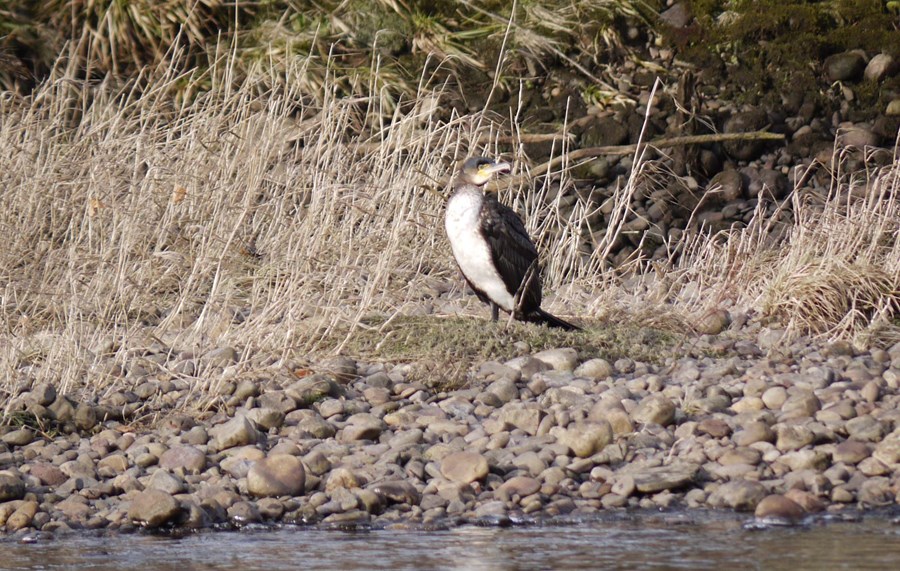 Cormorant