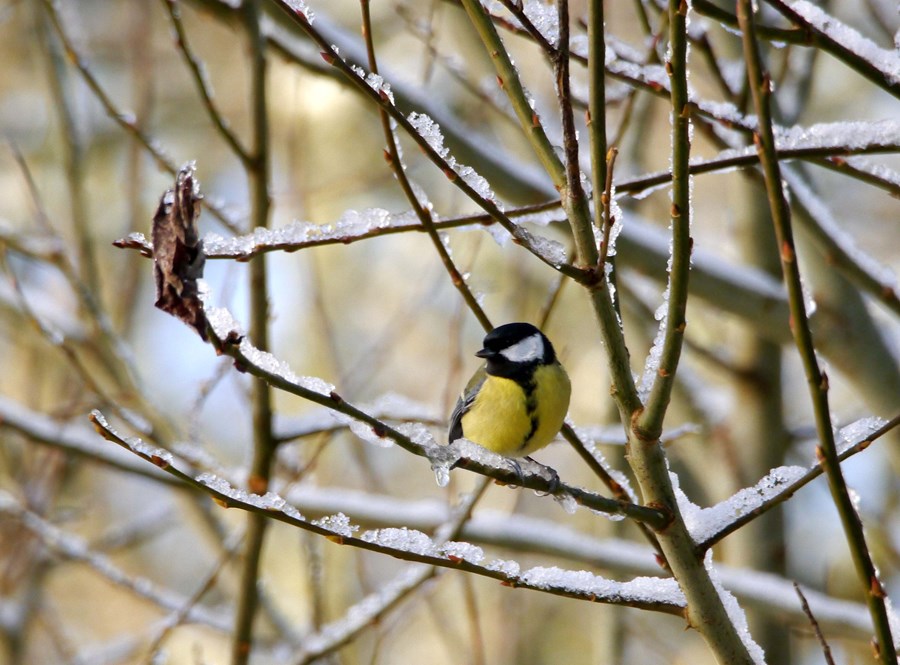 Great tit in winter