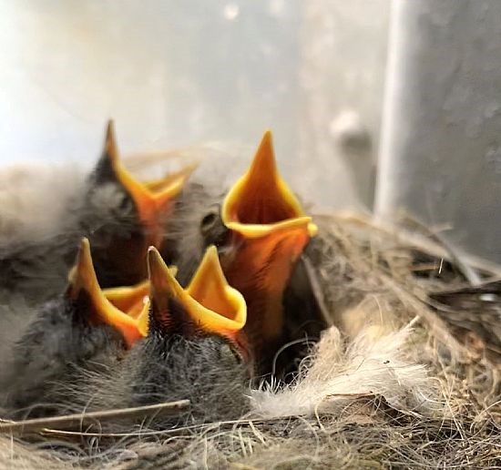 Wagtail chicks