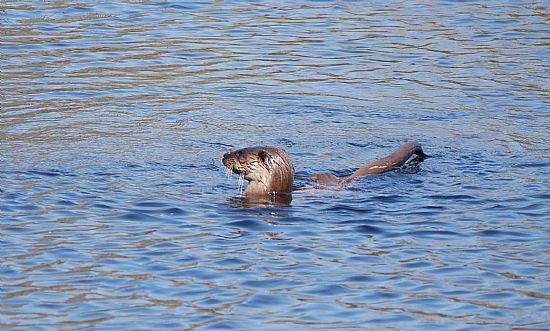 Otters are regulary seen on the river by the park