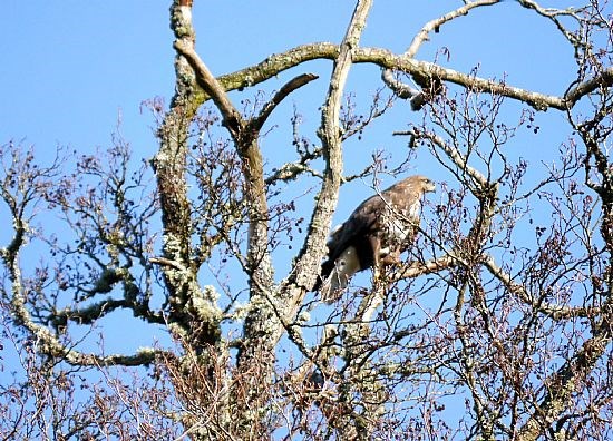 Buzzard