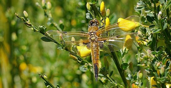 4 Spotted Chaser Dragonfly