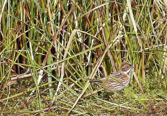 Reed Bunting