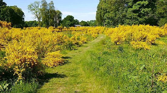 Path in summer