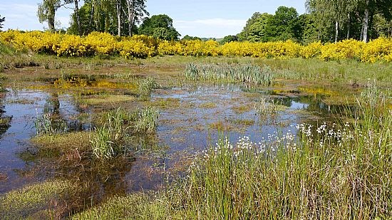 Pond