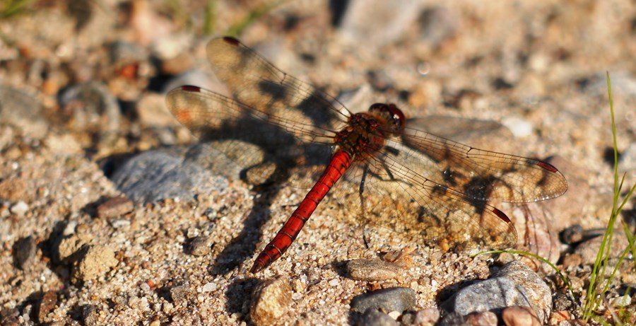 Common red dragonfly