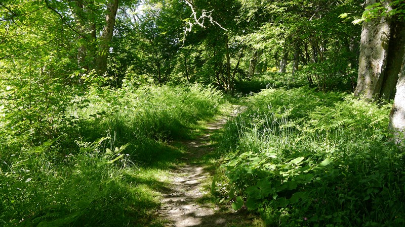 Wooded path