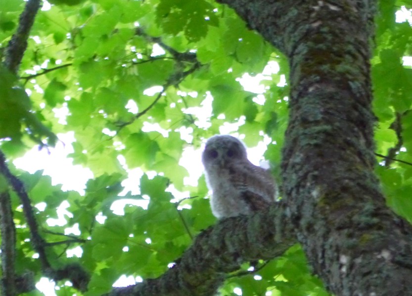 Tawny owl fledgling