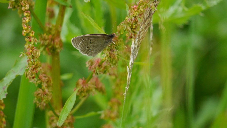 Ringlet butterfly