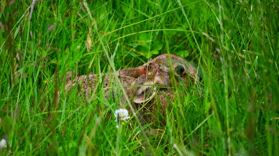 Rabbit