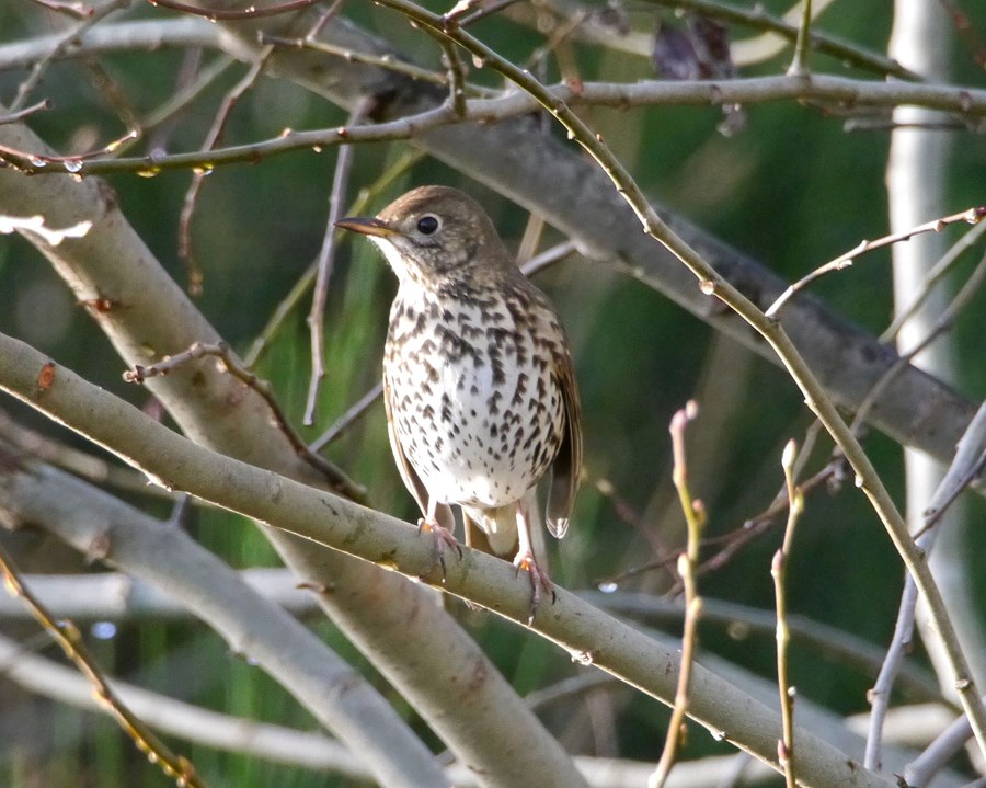 Thrush