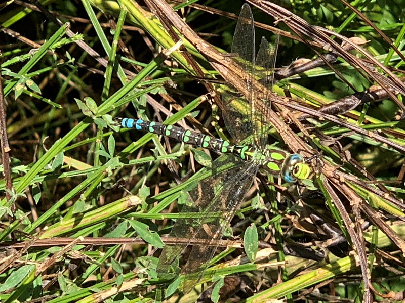 Southern Migrant Hawker Dragonfly