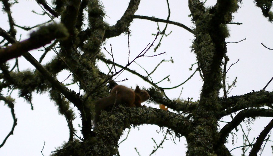 Squirrel