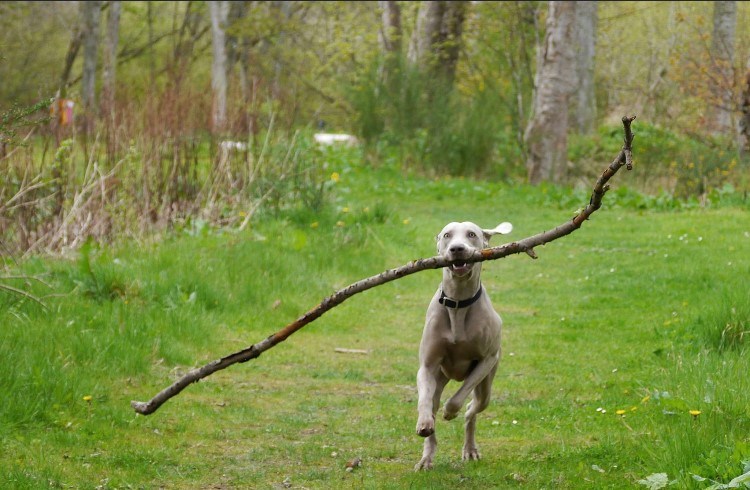 Big Stick