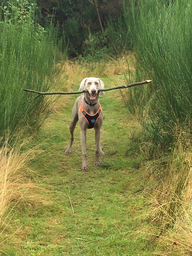 I love sticks