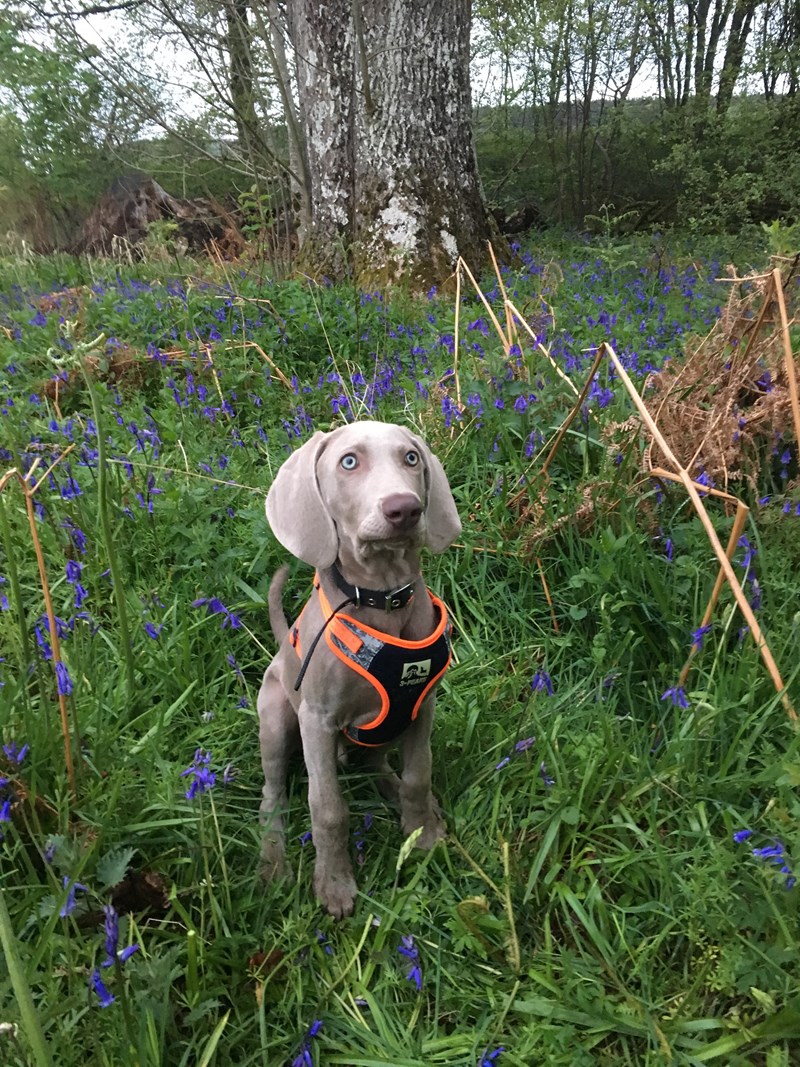 Blue eyes in the blue bells