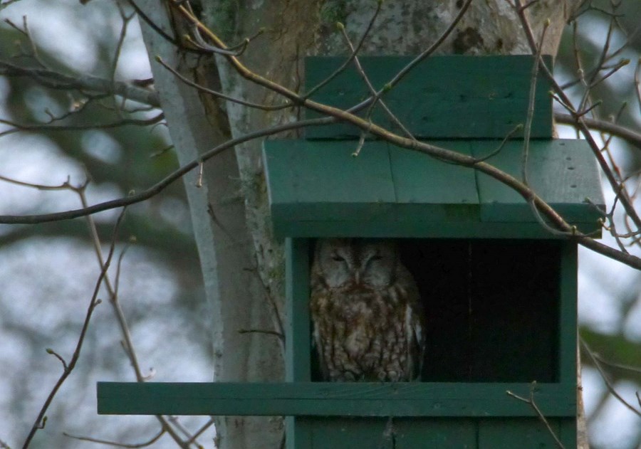 Tawny Owl