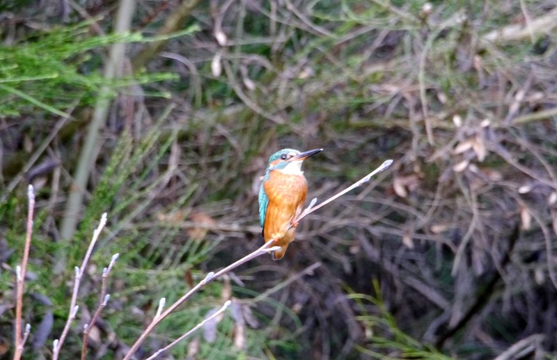 Kingfisher