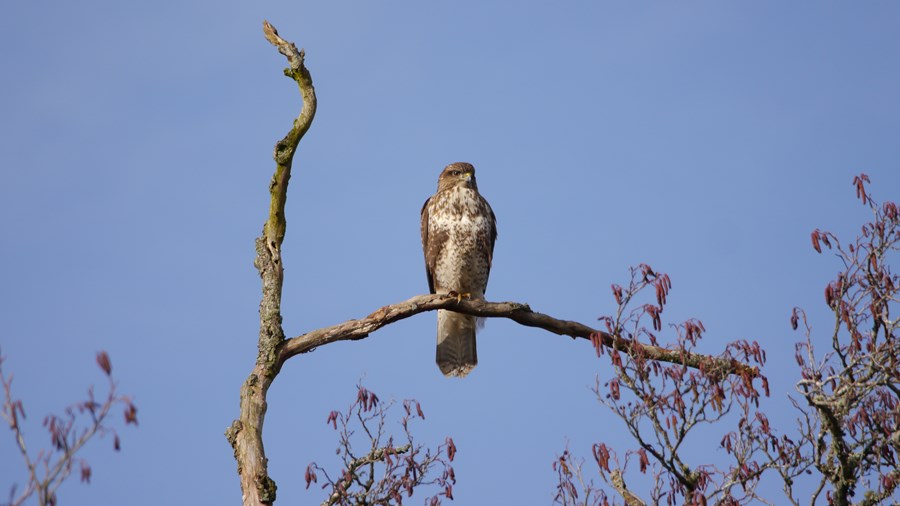 Buzzard