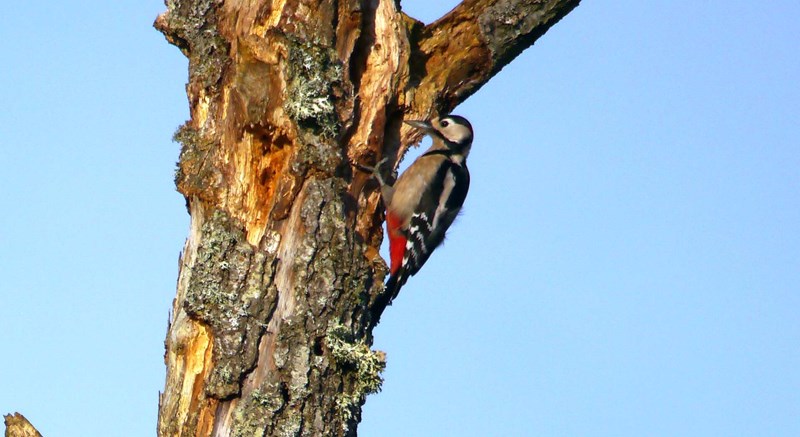 Woodpecker