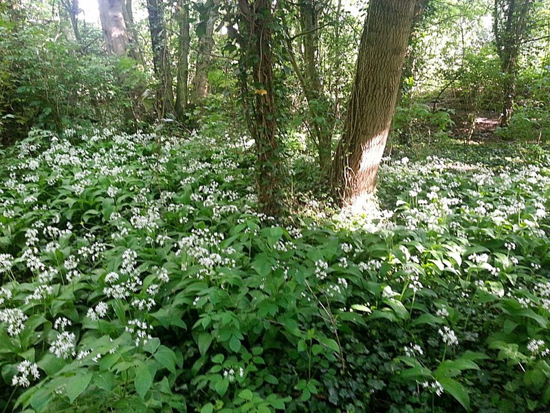 Wild Garlic
