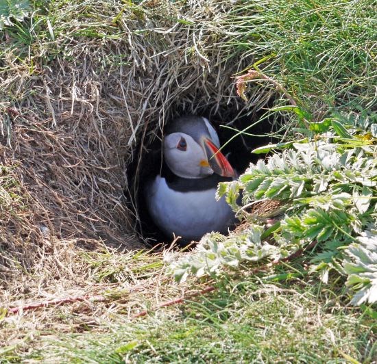 Puffin at home