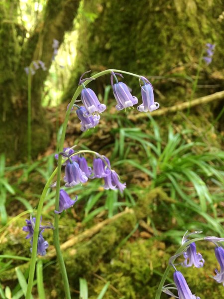 Ashcombe Bluebells by Charlotte Hornsby