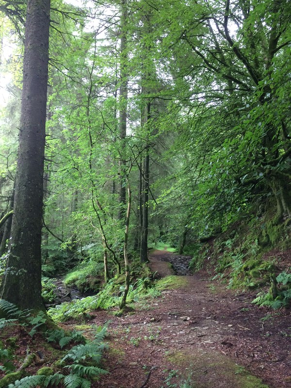 Ashcombe Gardens by C Hornsby