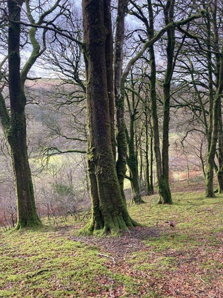 Birchcleeve Woods by Jayne Chanter