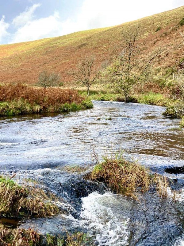 River Barle by Jayne Chanter