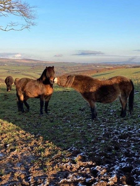 Exmoor Ponies near Bradymoor by Jayne Chanter
