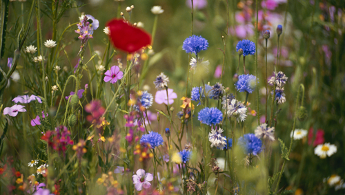 Caring for God's Creation