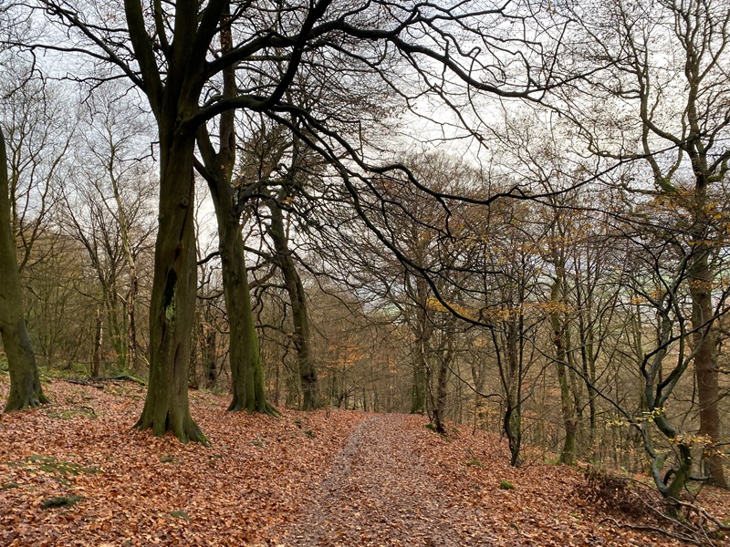 The Woods above Otley December 2022