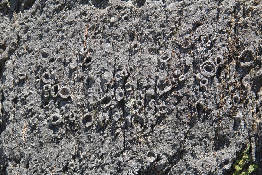 Accretionary-lapilli-in-the-Caw-Formation