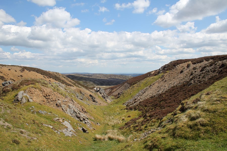 Hargill Gulley