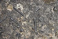 Crinoidal Limestone at Salthill Quarry