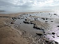 Submerged forest