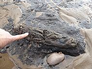 Birkhams Quarry - close up of wood