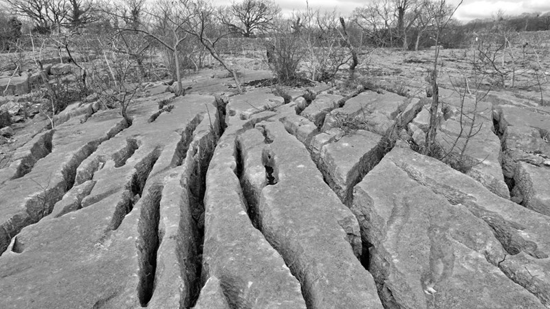 Gaitbarrow Nature Reserve Urswick Limestone Formation
