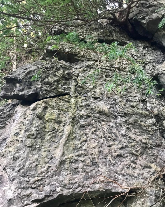 Trowbarrow Urswick LimestoneFormation fossilised branch