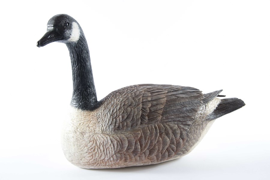 Canada Goose by Harry Bain