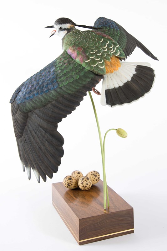 Lapwing - Display flight by David Clews