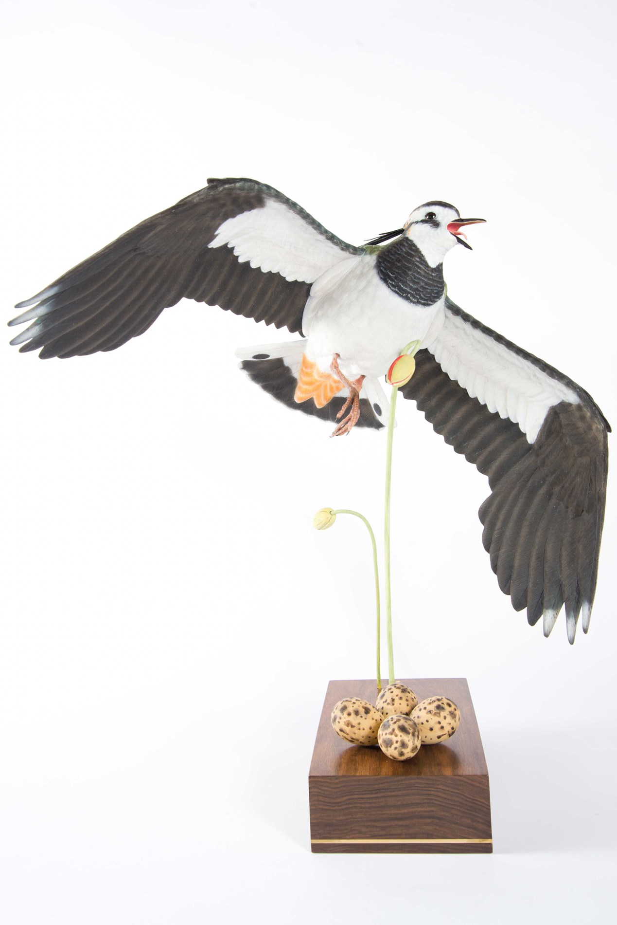 Lapwing - Display flight by David Clews