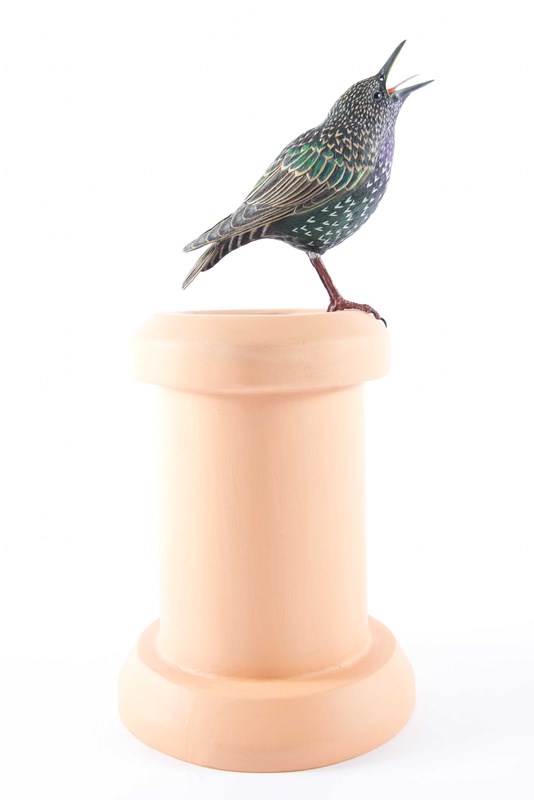 Winter Starling - Calling, on chimney by David Clews