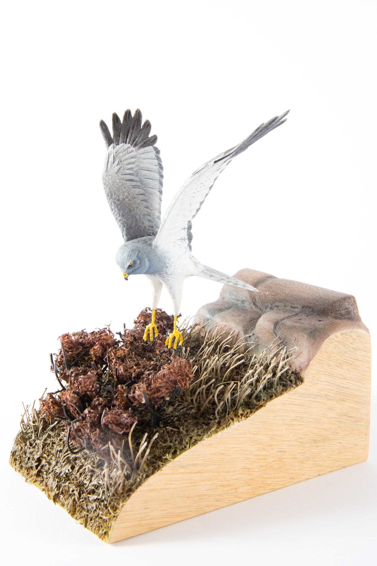 Hen Harrier by David Askew