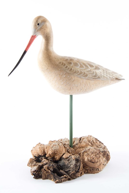Marbled Godwit