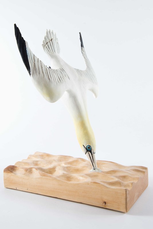 Northern Gannet 1/3rd size