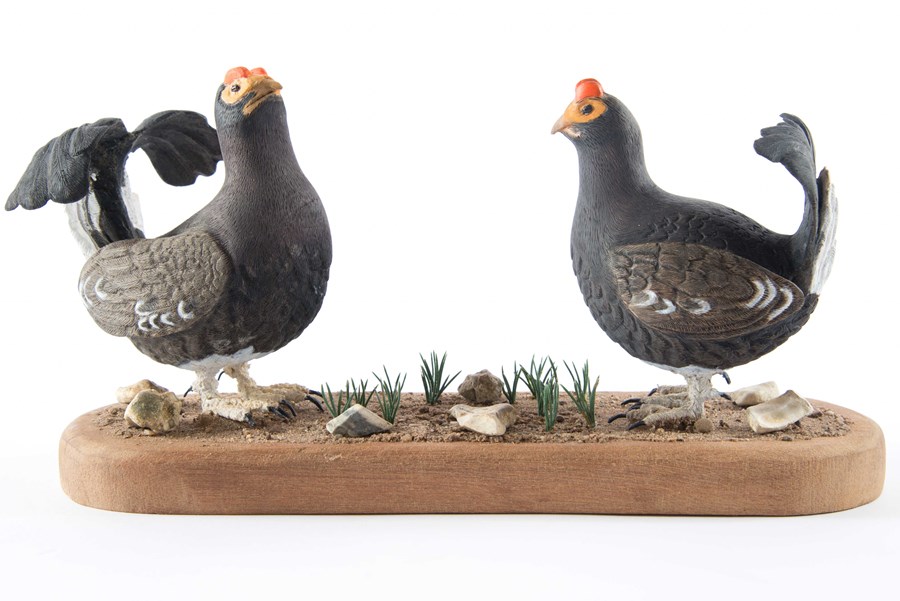 Black Grouse (undersize)