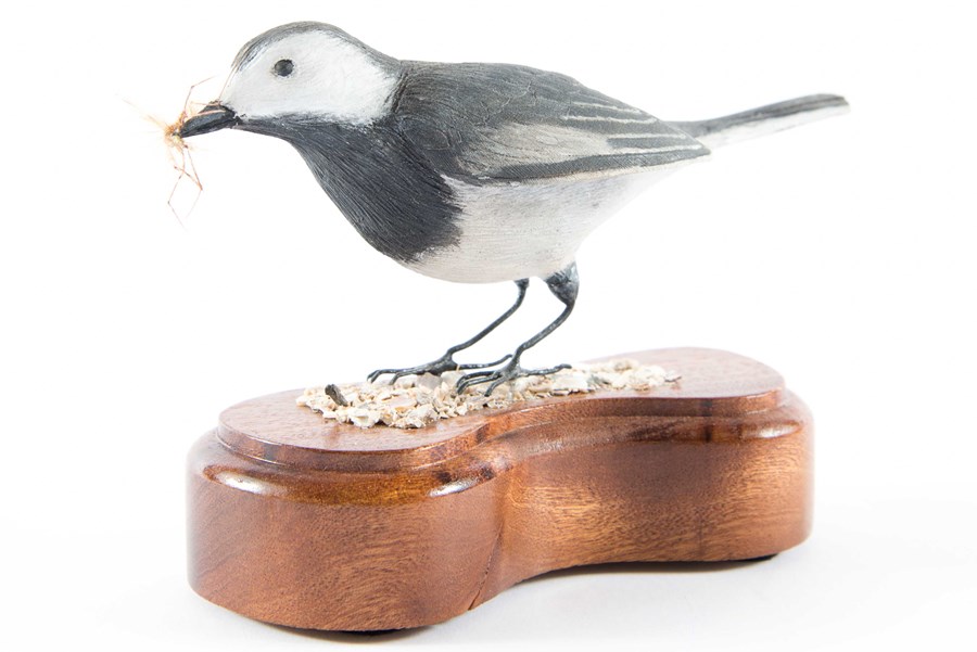 Pied Wagtail